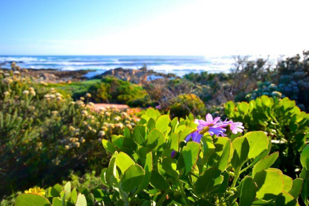Saffron Cottage Hermanus Exterior foto